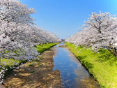 玉湯川の両岸約2kmに渡る約400本のソメイヨシノの桜並木